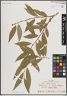 Foto von Salix excelsa S. G. Gmel.